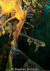 Leafy Sea Dragon.  Closeup of the tail.  You can see the ... by Stephen Holinski 